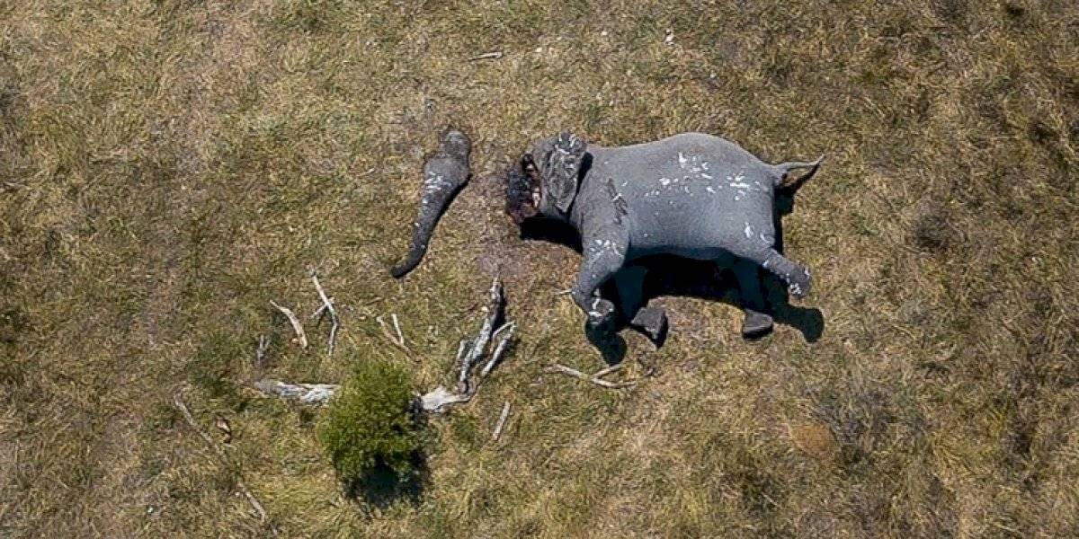 Las brutales imágenes tomadas desde un dron de un elefante con la trompa y los colmillos mutilados | Internacionales