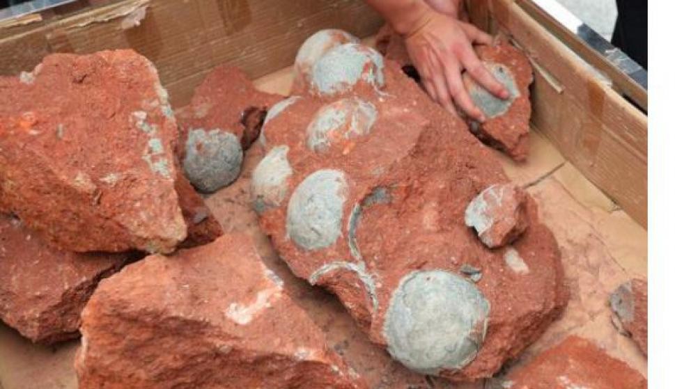 El nene chino que encontró de casualidad 11 huevos de dinosaurio de 65 millones de años | Internacionales