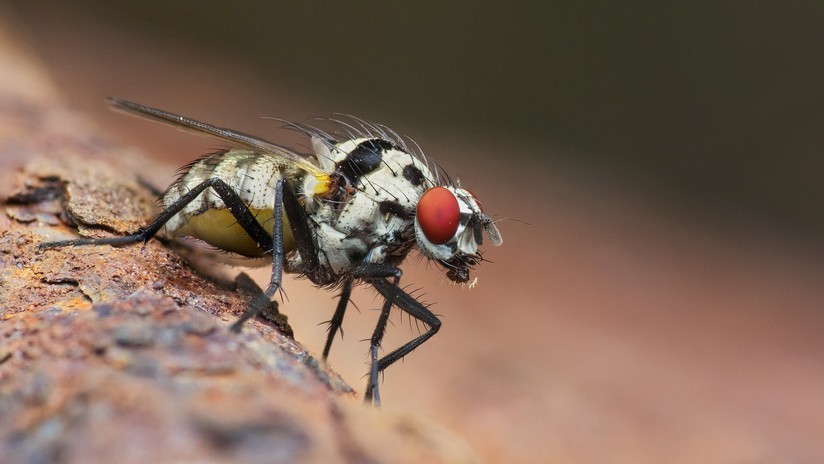 Video viral: la mosca "zombi" que juega con su propia cabeza decapitada | Curiosidades