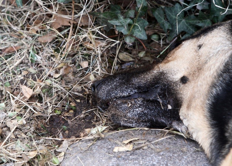Dolor y preocupación por la muerte de 20 perros de dos barrios mendocinos | Actualidad