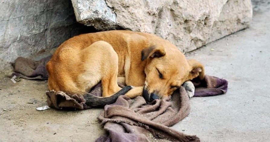 Revisarán las cámaras de calle para encontrar al "psicópata" que mató a 20 perros | Actualidad