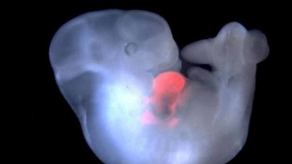 Japón aprueba la creación de embriones híbridos mitad humanos mitad animal | Internacionales