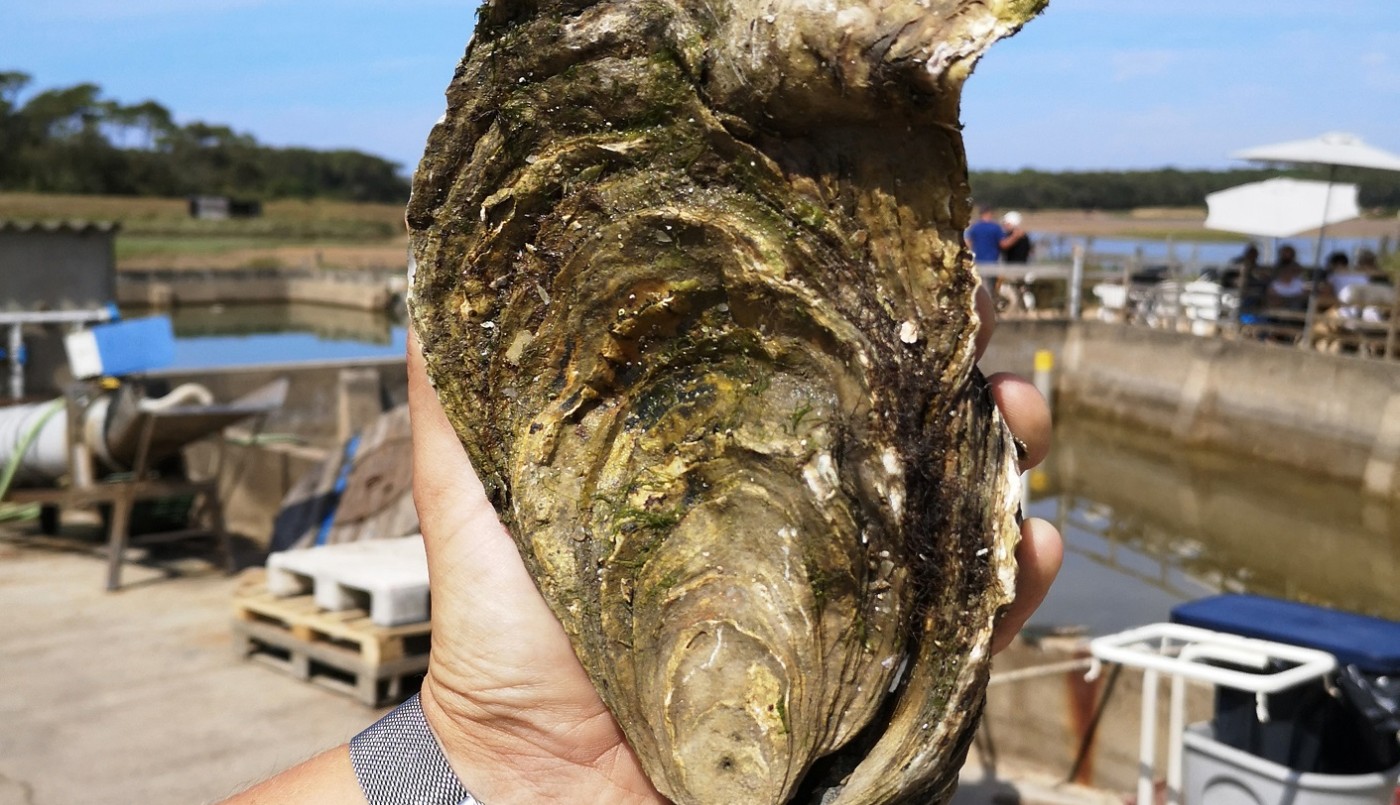 Encontró una ostra de casi un kilo y medio | Curiosidades