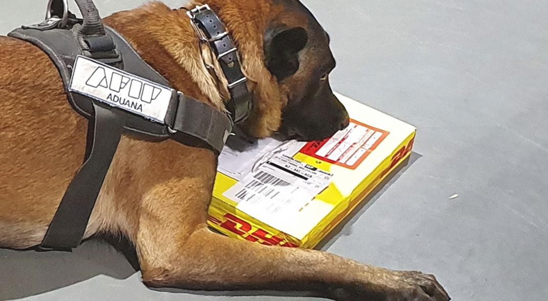 Perros descubren cocaína y éxtasis en envíos postales | Actualidad