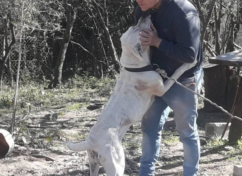 Perros le desgarraron piernas y brazos mientras repartía pastas en bicicleta | Actualidad