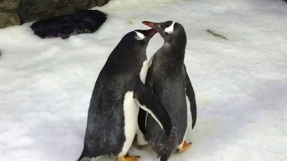La historia de la pareja de pingüinos gays que adoptaron un huevo abandonado | Curiosidades