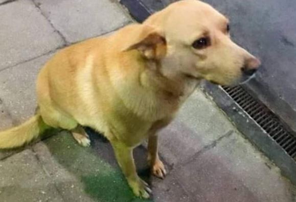 El trágico final de "Rubio": lo ató a su camioneta y lo arrastró hasta matarlo | Actualidad