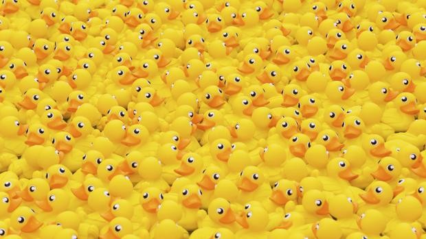 El perro que se intoxicó por tragarse 32 patitos de gomal | Curiosidades