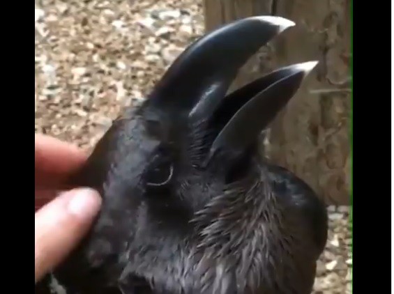 Video viral: acaricia a un conejo y vuelve locos a los usuarios de redes sociales | Redes