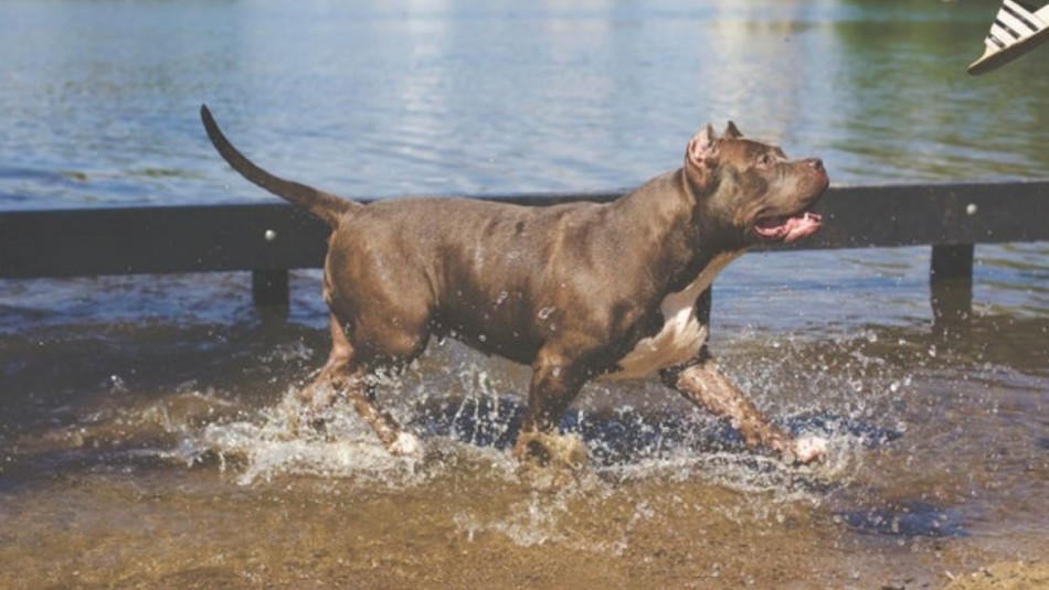 Un perro pitbull mordió a un tiburón que estaba atacando a su dueño | Curiosidades