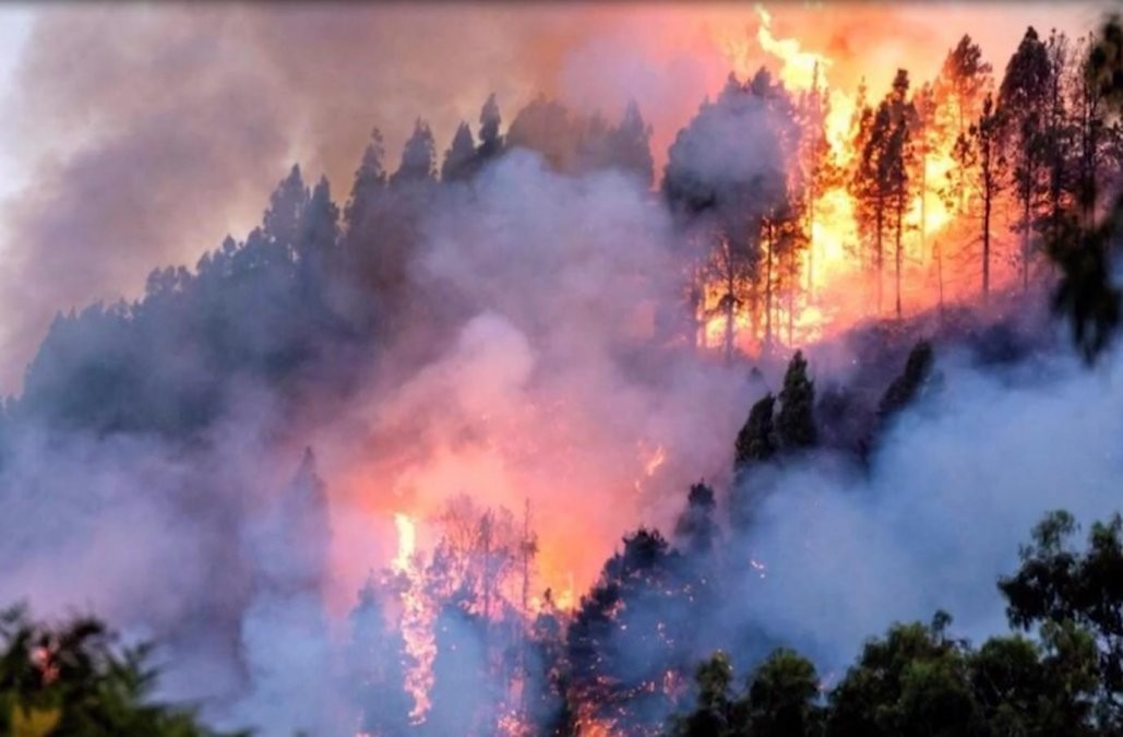 Unos 400 bomberos voluntarios argentinos se ofrecieron para combatir incendios en Brasil | Actualidad