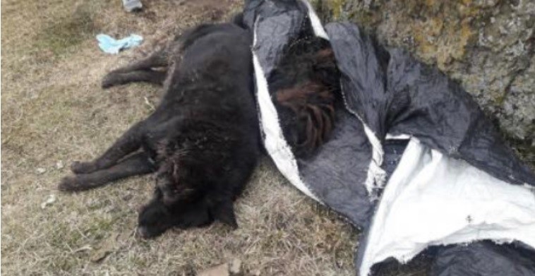Más de 60 perros aparecieron muertos por comer carne envenenada | Actualidad