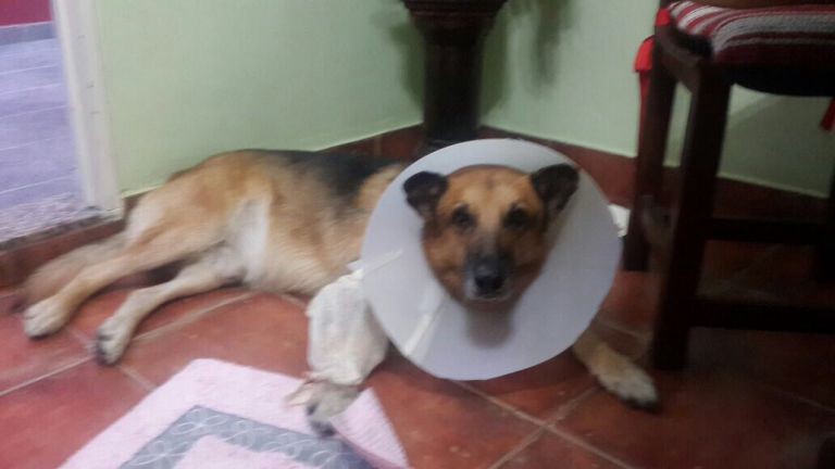 "Loco", el perro héroe que se interpuso entre su dueño y los disparos de un ladrón | Actualidad