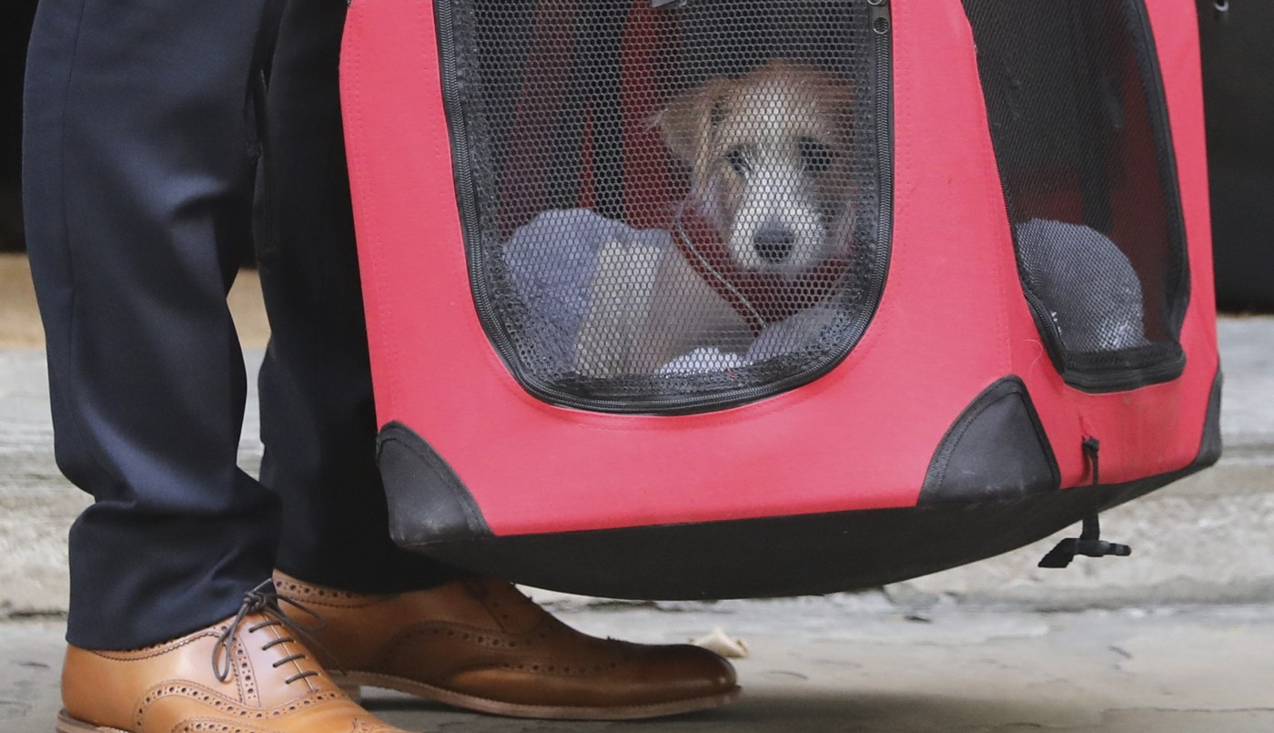 Dilyn, el nuevo perro adoptado por el primer ministro británico Boris Johnson en Downing Street | Internacionales
