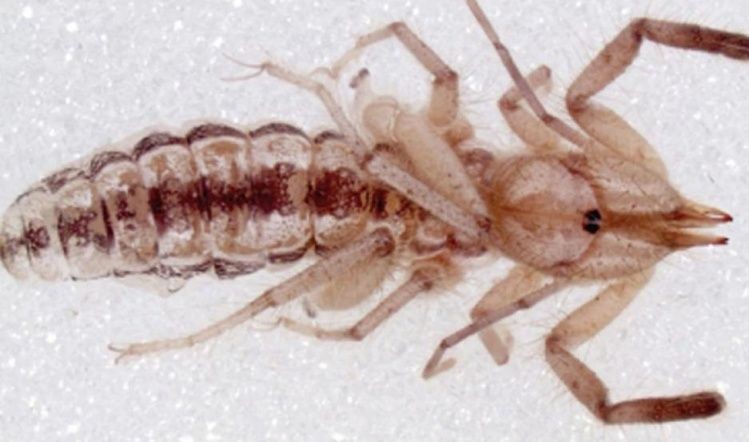 Descubrieron a una nueva especie de "araña camello" que come carne humana | Actualidad