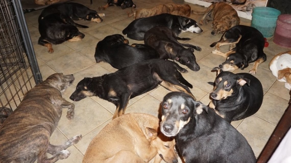 Una mujer hospeda a 97 perros en su casa para salvarlos del huracán Dorian | Internacionales