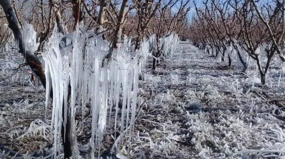 Mendoza: así cayó la "helada negra" en gran parte de la provincia | Actualidad