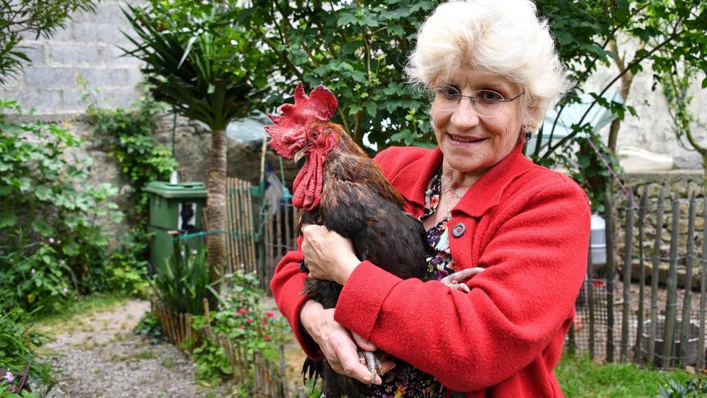 La Justicia francesa autorizó a un gallo que había sido demandado, a seguir cantando en las mañanas | Internacionales