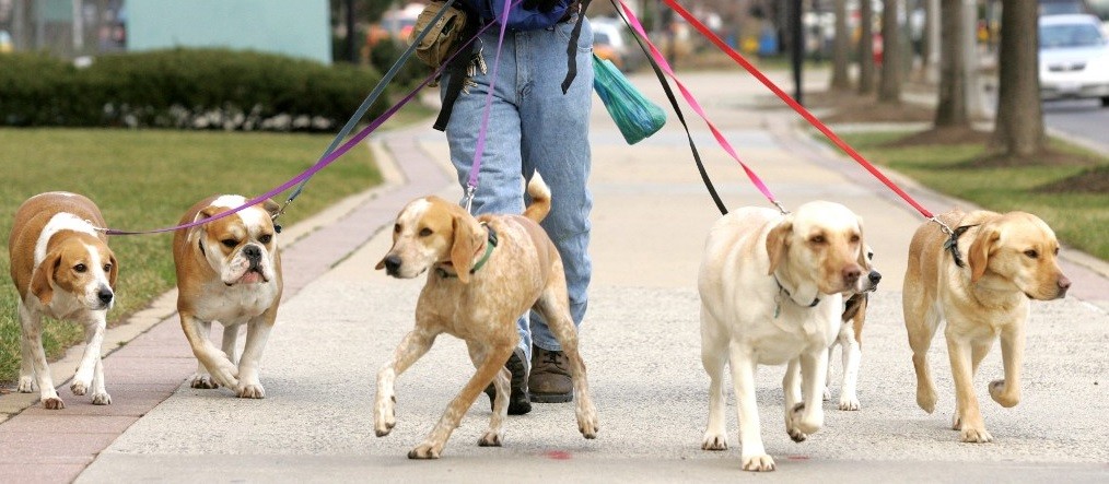 Impuesto a los dueños de perros para limpieza de veredas, perrera y otros gastos que generan | Internacionales