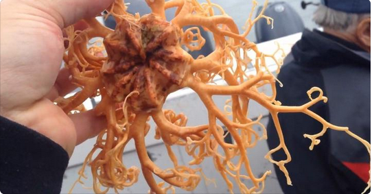 Video: la extraña criatura marina que parece un "Alien" y es un misterio para los pescadores | Curiosidades