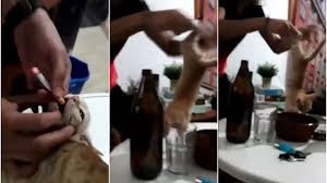 Video terrible: un hombre obliga a fumar a un gatito | Internacionales