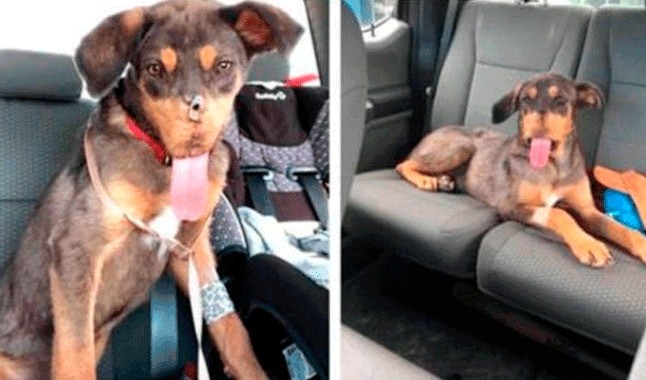 Video: el perro que sufrió maltrato y volvió a ladrar tras cuatro operaciones | Curiosidades