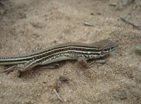 Corrientes: hallan una nueva especie de lagartos | Actualidad
