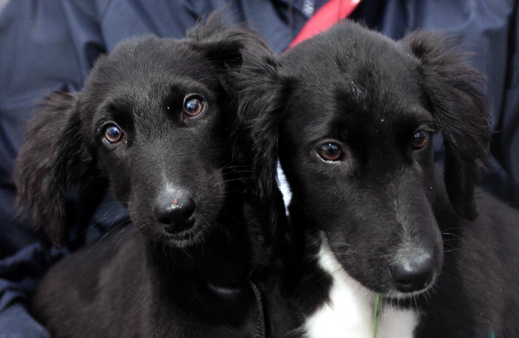 Perros en Noruega: investigan extraña enfermedad mortal | Internacionales