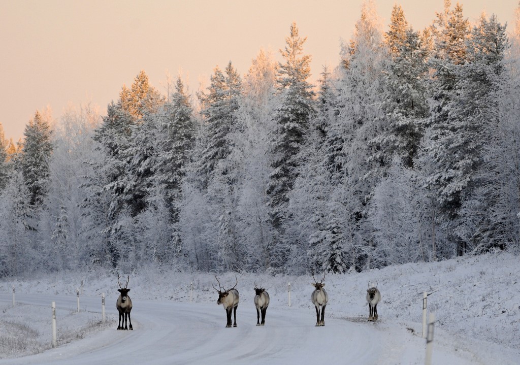 Choque entre vehículos militares por esquivar un reno: 12 soldados internados | Curiosidades