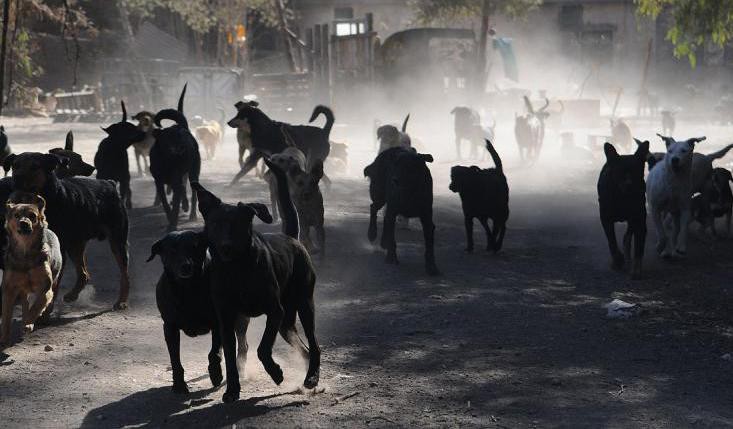 Perros salvajes atacaron a un niño de 9 años en Mendoza | Actualidad