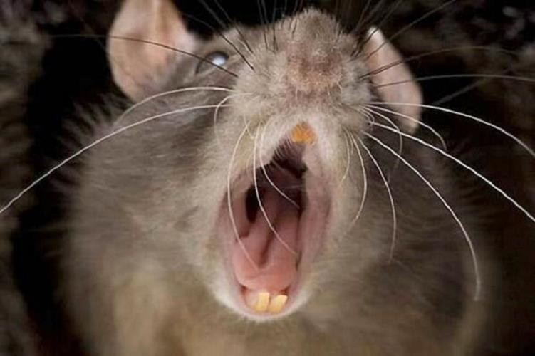 Pérez Corradi fue mordido por ratas en su celda de Marcos Paz | Actualidad