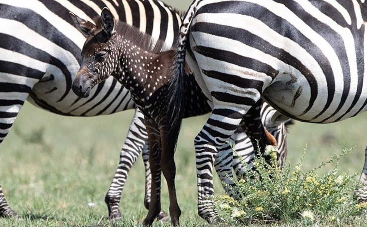 Es viral: la cebra bebé que nació con puntos y sin rayas | Redes