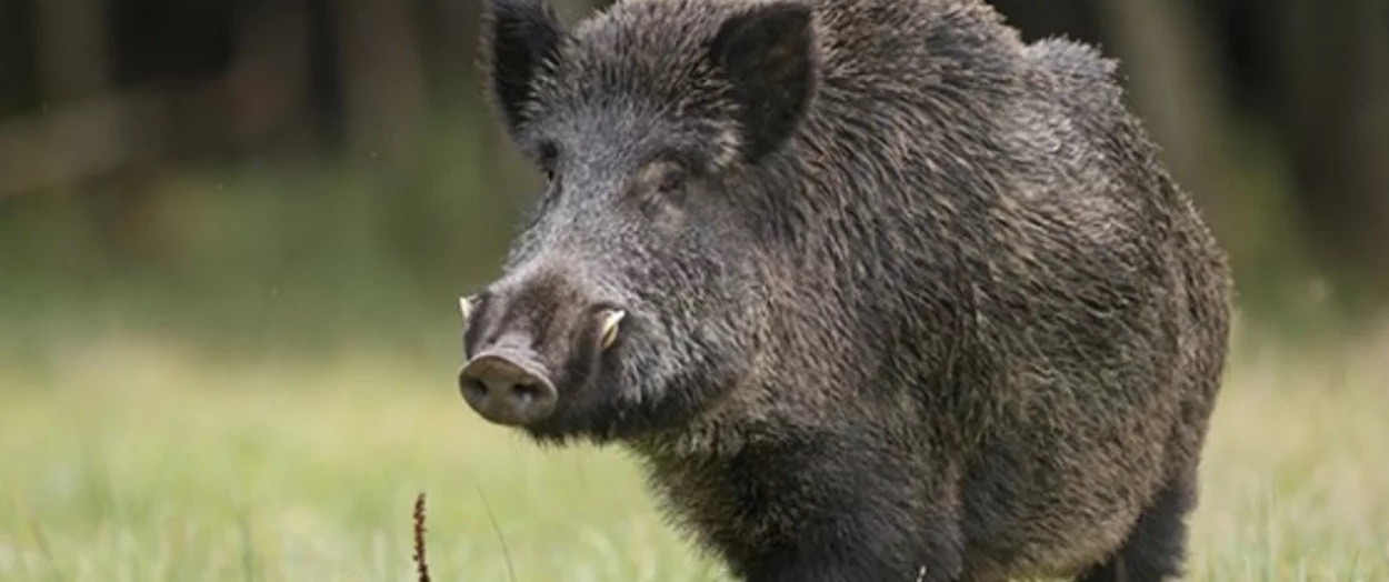 Un cazador mató a su padre de un disparo al confundirlo con un jabalí | Internacionales