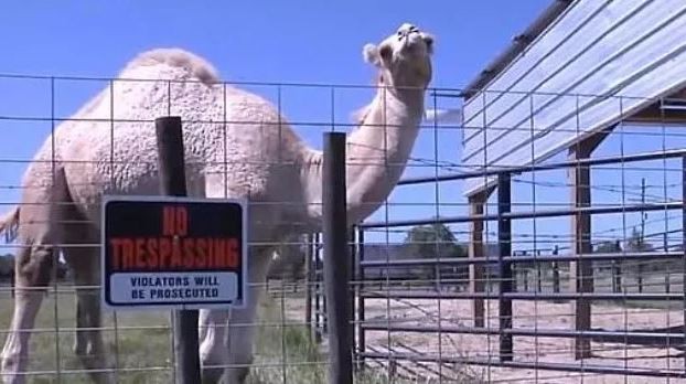 Salvó su vida gracias a que le mordió los testículos a un camello | Curiosidades