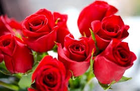 Estudian los pétalos de rosas para su uso en la industria de alimentos | Actualidad