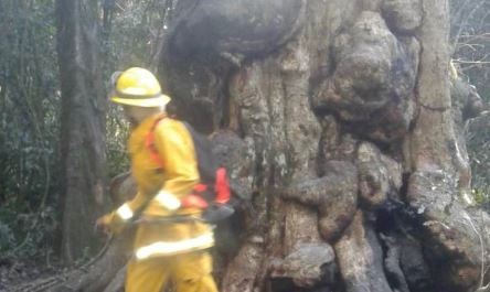 Quiso hacerse un mate y quemó el árbol más antiguo de Misiones | Actualidad