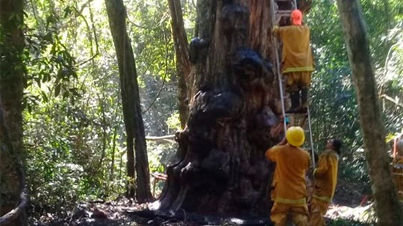 Hizo una fogata para tomar mate y quemó el árbol más antiguo de Misiones | Actualidad