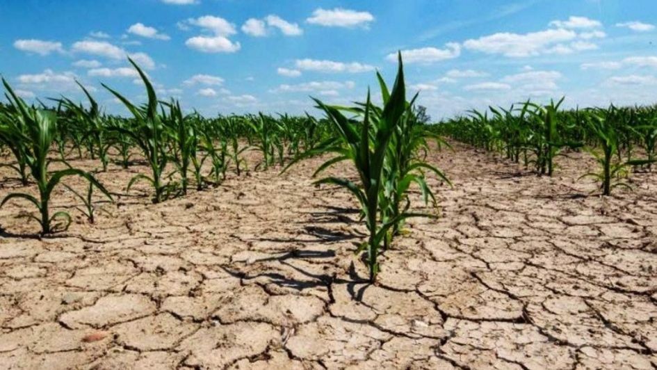 Declaran la emergencia agropecuaria en tres provincias | Actualidad