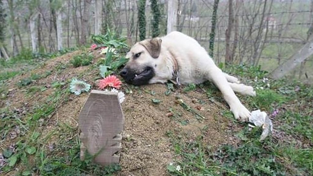 La historia de "Zozo", el perro que visita hace cinco años la tumba de sus dueños | Curiosidades
