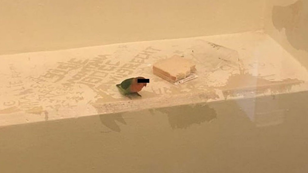 Detuvieron por robo a un hombre que llevaba a su loro en el hombro: "El pájaro no fue interrogado" | Curiosidades