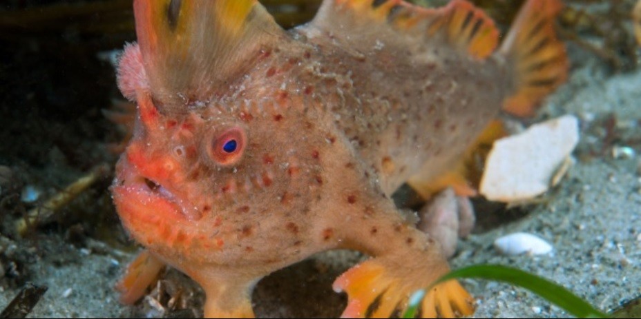 Pez-Mano rojo: la desesperada campaña para salvar a la especie de la extinción | Internacionales