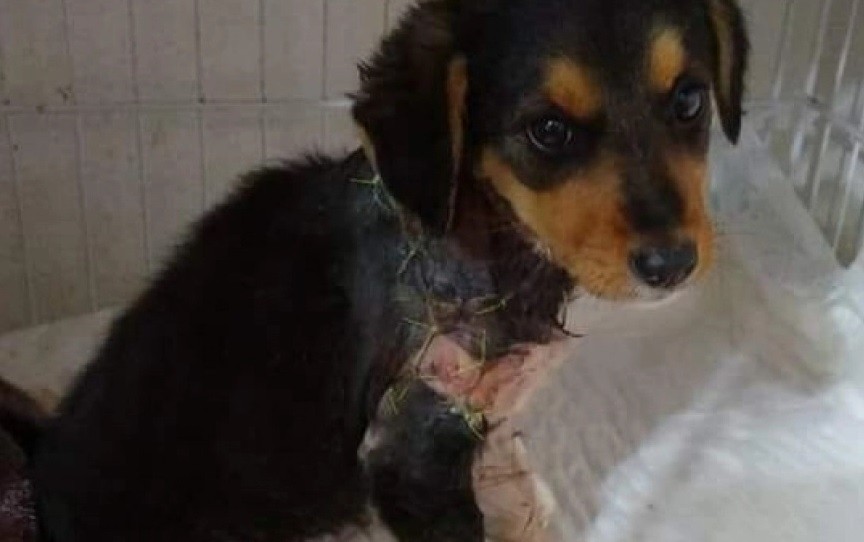 Piden ayuda para Angelita, una perrita que fue salvajemente despellejada | Actualidad