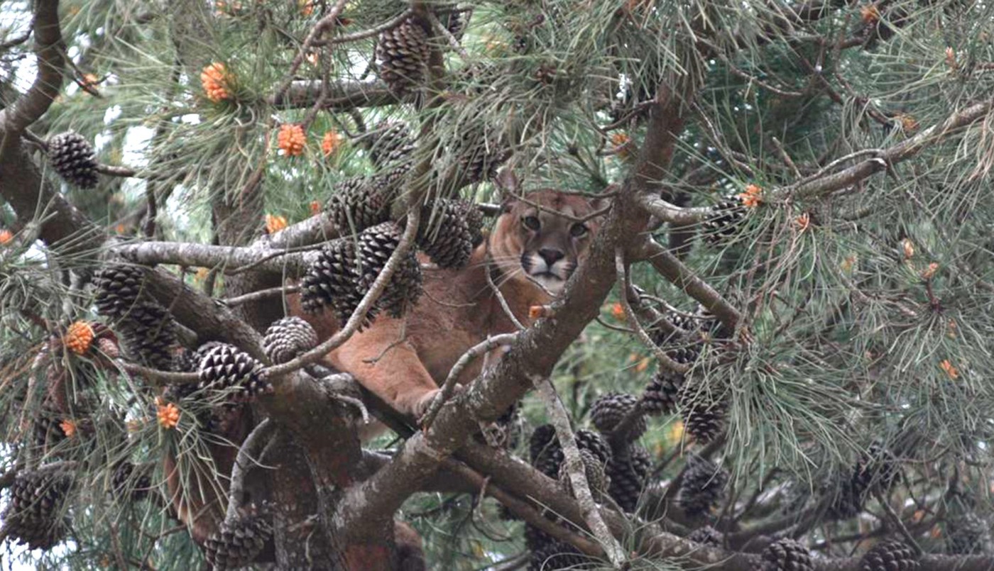 Temor por un puma suelto en Ostende | Actualidad