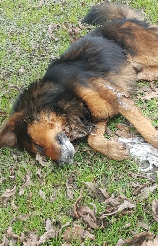 Alerta en Pilar: en los últimos tres meses envenenaron a más de 40 animales | Actualidad