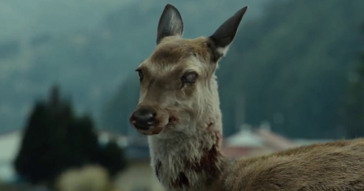 Alerta en Estados Unidos por una "plaga de ciervos zombies" | Curiosidades