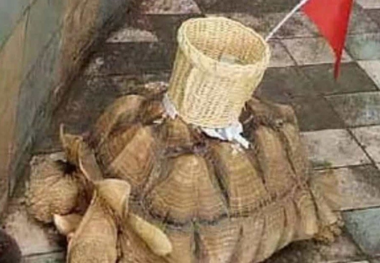 Denuncia viral: zoo pega canasta en una tortuga para que los visitantes le arrojen dinero | Redes