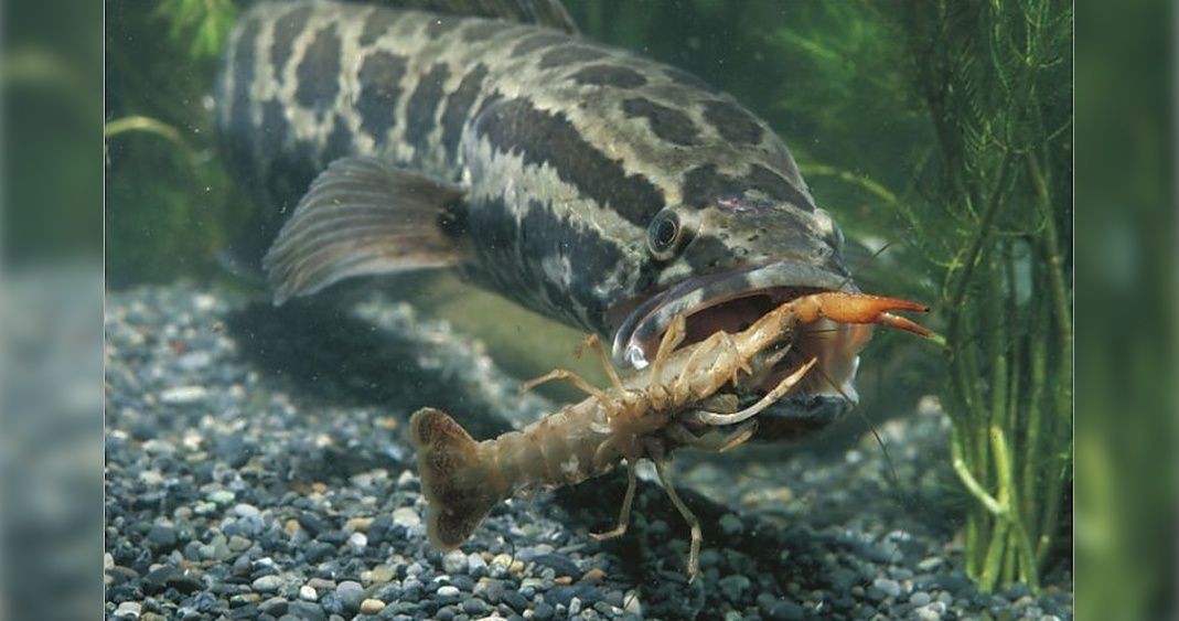 El peligroso pez cabeza de serpiente que "invadió" Estados Unidos y puede vivir en la tierra | Curiosidades