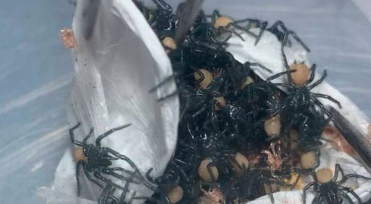 Video de terror: el momento en el que nacen cientos de arañas venenosas | Curiosidades