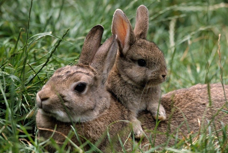 Autorizan la caza de conejos, jabalíes y otros animales en Mendoza | Actualidad