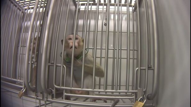 Video escalofriante: filtran imágenes de monos, perros y gatos sufriendo en pruebas de laboratorio | Internacionales